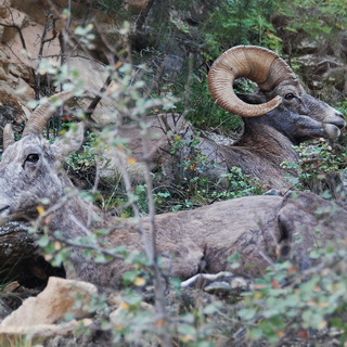 Grand Canyon - Bright Angel Trail - Bighorn Sheeps